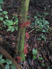 Plante sur un arbre de la forêt équatoriale