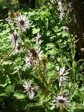 Berkheya purpurea