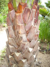 Butia capitata