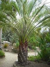 Butia capitata