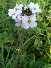 Cardamine pratensis - Cardamine des prés