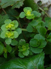 Chrysosplenium oppositifolium