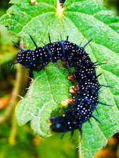 Chenille Paon du jour