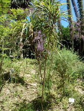 Cordyline stricta