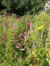 Le paradis des insectes...