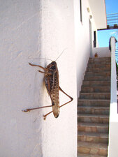 Decticus sp.