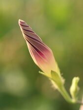 Inflorescence d