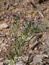Aster sedifolius