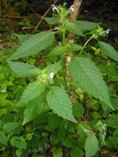Galeopsis tetrahit (ortie royale)