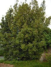 Laurier une plante dans la mythologie grec