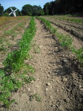 Champs de carottes