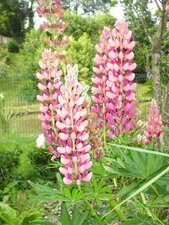 Les lupins