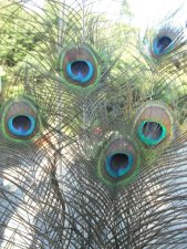 Plumes de paon