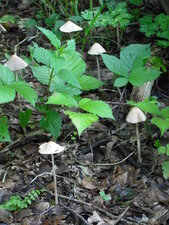 Champignons