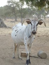 Vache africaine