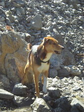 Chien