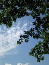 Arbres