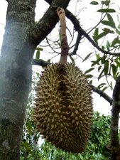 Durian