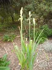 Galtonia candicans Decne.