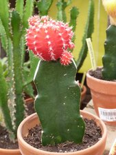 Gymnocalycium mihanovichii