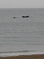 Baleine franche