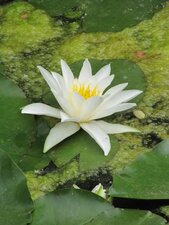 Nénuphar Blanc