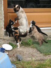 Famille de Chats