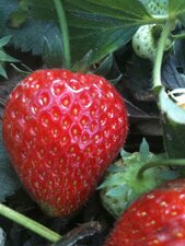 Fraise