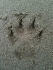 Traces...