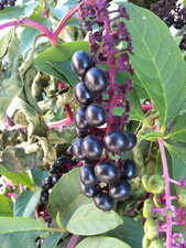 Raisin d