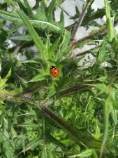 Coccinelle à 7 points