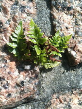 Polypode vulgaire, fougère des murs
