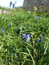Jacinthe des bois