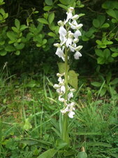 Orchidée