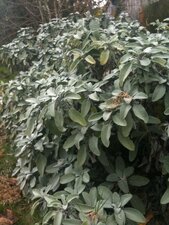 Sauge Officinale