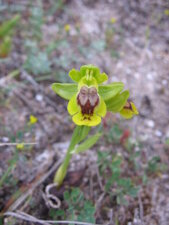 Ophrys corsica