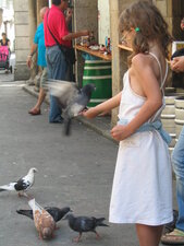 Attrape-pigeon