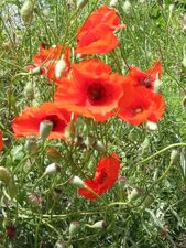 Coquelicot