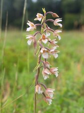Epipactis des marais