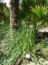 Kniphofia luna.