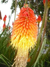 Kniphofia uvaria