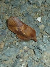 La Buveuse, Euthrix potatoria - Noctuelle