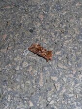 Le Lambda Autographa gamma - Noctuelle