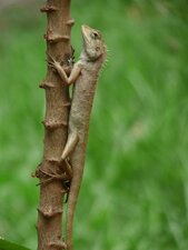 Lézard ??