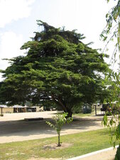 Manguier