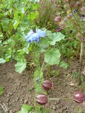Nigelle