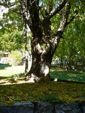 Arbre percé