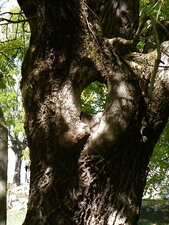 Arbre percé - gros plan