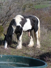 Cheval