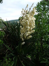 Yucca
